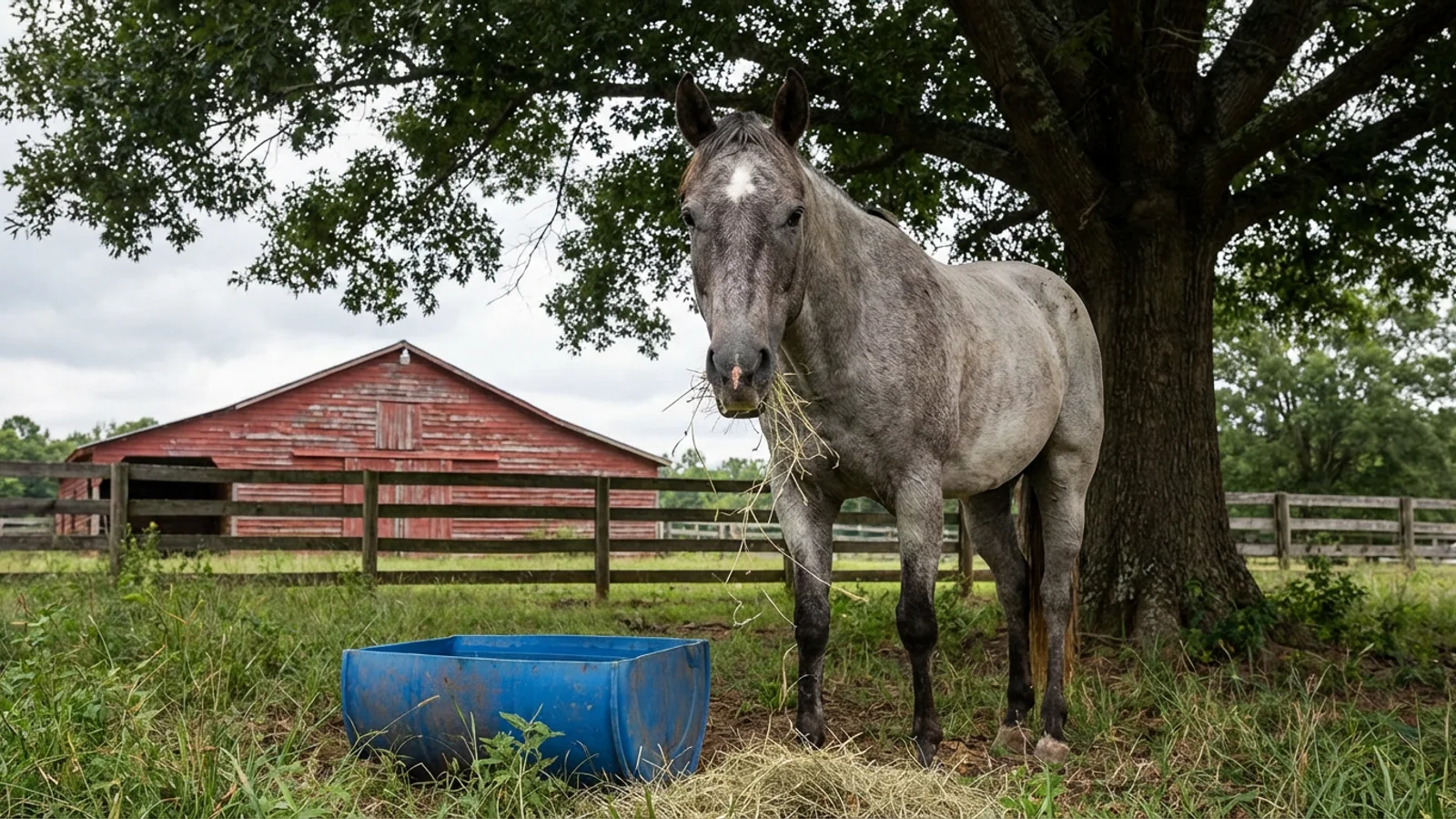 Miller, 19, a retired American Quarter Horse, photographed Monday morning at the Lewis family stable approximately 3.1 miles outside of downtown Helen. Miller is the sole recipient of a Helen PD parking citation in the Department's 27-year downtown-enforcement history. (Photo: Bavarian Brainrot / Margaret Holcomb)